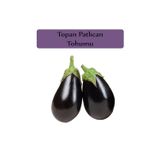 Zencefil Organik Patlıcan Tohumu 1 Paket Patlıcan Tohumu Kapalı Paket Yüksek Verimli Tohum Topan