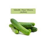 Zencefil Organik Salatalık Tohumu Alpha 1 Paket Hıyar Tohumu Kapalı Paket Yüksek Verimli Tohum Salatalık Beith