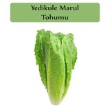 Zencefil Organik Yedikule Marul Tohumu 1 Paket (10Gr=8000+ Adet) Yedi Kule Marul Tohumu