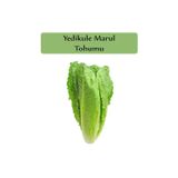 Zencefil Organik Yedikule Marul Tohumu 1 Paket Yedi Kule Marul Tohumu Kapalı Paket Yüksek Verimli Tohum