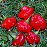 Zengarden Acı Kırmızı Mantar Biber Tohumu Jamaican Red Mushroom - 1 Adet