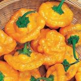Zengarden Acı Sarı Mantar Biber Tohumu Jamaican Yellow Mushroom - 1 Adet