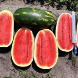 Zengarden All Sweet Karpuz Tohumu Geleneksel All Sweet Heirloom Watermelon Seeds - 1 Paket