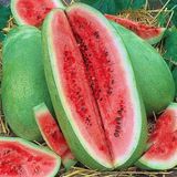 Zengarden Çarliston Bahçe Karpuzu Tohumu Charleston Gray Watermelon Seeds - 1 Paket