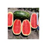 Zengarden Ev Ve Bahçe All Sweet Karpuz Tohumu Geleneksel All Sweet Heirloom Watermelon Seeds