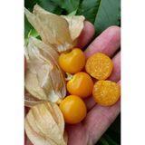 ZENGARDEN EV VE BAHÇE Ananas Tomatillo Altın Çilek Tohumu Physalis Ixocarpa