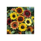ZENGARDEN EV VE BAHÇE Ayçiçek Tohumu Autumn Beauty Pastel Renkler Helianthus Annuus
