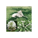 ZENGARDEN EV VE BAHÇE Beyaz Trifolium Repens Tohumu Üçgül Çiçekli Yerörtücü 100 gr