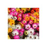 ZENGARDEN EV VE BAHÇE Buz çiçeği tohumu mezem Genta mesembryanthemum criniflorum