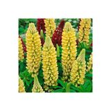 ZENGARDEN EV VE BAHÇE Chandelier lupin tohumu acı bakla çiçeği lupinus russel