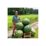 Zengarden Ev Ve Bahçe Dev Karpuz Tohumu Geleneksel Watermelon Florida Giant