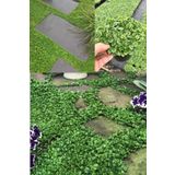 ZENGARDEN EV VE BAHÇE Dichondra Repens Fare Kulağı Tohumu Kundura Çimi 100gr