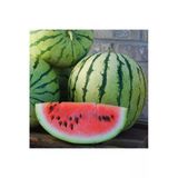 Zengarden Ev Ve Bahçe Erkenci Karpuz Tohumu Geleneksel Watermelon Dixie Queen