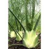 ZENGARDEN EV VE BAHÇE Floransa kök rezene tohumu fennel