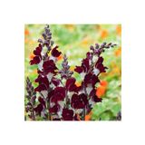 ZENGARDEN EV VE BAHÇE Gece ve Gündüz aslanağzı tohumu karışımı night and day antirrhinum