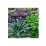 ZENGARDEN EV VE BAHÇE Gökkuşağı Kale Lahana tohumu karışımı Kale Kaleidoscope seeds