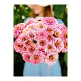 ZENGARDEN EV VE BAHÇE Illumination zinnia tohumu kirli hanım çiçeği zinya
