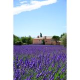 ZENGARDEN EV VE BAHÇE Ingiliz Lavanta Tohumu Lavandula Angustifolia