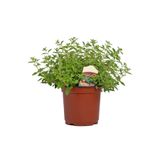 ZENGARDEN EV VE BAHÇE İtalyan geniş yapraklı kekik tohumu italian oregano