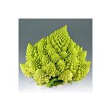 ZENGARDEN EV VE BAHÇE İtalyan romanesco brokoli tohumu