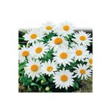 ZENGARDEN EV VE BAHÇE Kalıcı papatya tohumu alaska shasta daisy