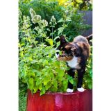 ZENGARDEN EV VE BAHÇE Kedi Nanesi Tohumu Catnip Nepeta Cataria