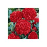 ZENGARDEN EV VE BAHÇE Kırmızı katmerli gelincik tohumu şakayık çiçekli peony