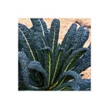ZENGARDEN EV VE BAHÇE Kıvırcık kara lahana tohumu cavolo nero di Toscana brassica