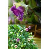 ZENGARDEN EV VE BAHÇE Kokulu katedral çanları sarmaşık tohumu cobaea scandens