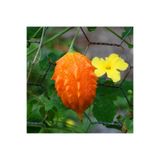 ZENGARDEN EV VE BAHÇE Kudret narı tohumu bitter melon seeds momordica charantia