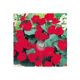 ZENGARDEN EV VE BAHÇE Latin çiçeği tohumu princess of india tropaeolum majus