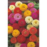 ZENGARDEN EV VE BAHÇE Lilliput Zinnia Tohumu Bodur Top Çiçekli Karışım Kirli Hanım Çiçeği