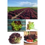 ZENGARDEN EV VE BAHÇE Lollo Rosso Kırmızı Marul Tohumu Atalık Çok Popüler