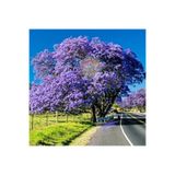 ZENGARDEN EV VE BAHÇE Mavi çiçekli jakaranda tohumu jacaranda mimosifolia ağacı