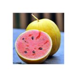 ZENGARDEN EV VE BAHÇE Minyatür altın karpuz tohumu geleneksel golden midget watermelon