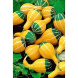 ZENGARDEN EV VE BAHÇE Minyatür Süs Kabağı Tohumu Pear Bicolor Gourd