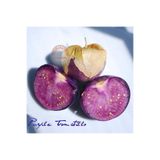 ZENGARDEN EV VE BAHÇE Mor altın çilek tohumu tomatillo physalis ixocarpa