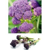 ZENGARDEN EV VE BAHÇE Mor Brokoli Tohumu Atalık Broccoli Purple