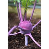 ZENGARDEN EV VE BAHÇE Mor Kohlrabi Tohumu Geleneksel Mor Alabaş Purple Vienna
