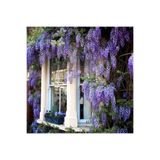 ZENGARDEN EV VE BAHÇE Mor salkım tohumu wisteria sinensis kokulu çiçekler
