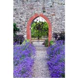 ZENGARDEN EV VE BAHÇE Munstead lavanta tohumu cüce lavandula angustifolia ithal