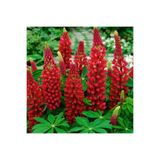 ZENGARDEN EV VE BAHÇE My Castle lupin tohumu acı bakla çiçeği lupinus russel