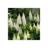 ZENGARDEN EV VE BAHÇE Noble Maiden lupin tohumu acı bakla çiçeği lupinus russel