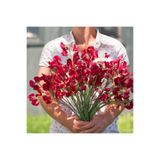 ZENGARDEN EV VE BAHÇE Royal kırmızı tatlı Bezelye tohumu lathyrus odoratus royal crimson
