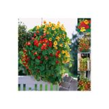 ZENGARDEN EV VE BAHÇE Sarkan katmerli latin çiçeği tohumu gleam mix tropaeolum majus