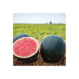 Zengarden Ev Ve Bahçe Siyah Elmas Karpuz Tohumu Geleneksel Watermelon Black Diamond