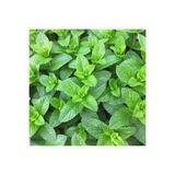 ZENGARDEN EV VE BAHÇE Tatlı kuzu nanesi tohumu mentha spicata spearmint