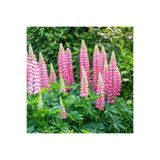ZENGARDEN EV VE BAHÇE The Chateleine lupin tohumu acı bakla çiçeği lupinus russel