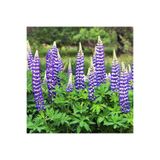 ZENGARDEN EV VE BAHÇE The Governor lupin tohumu acı bakla çiçeği lupinus russel