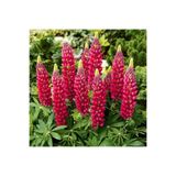 ZENGARDEN EV VE BAHÇE The Pages lupin tohumu acı bakla çiçeği lupinus russel